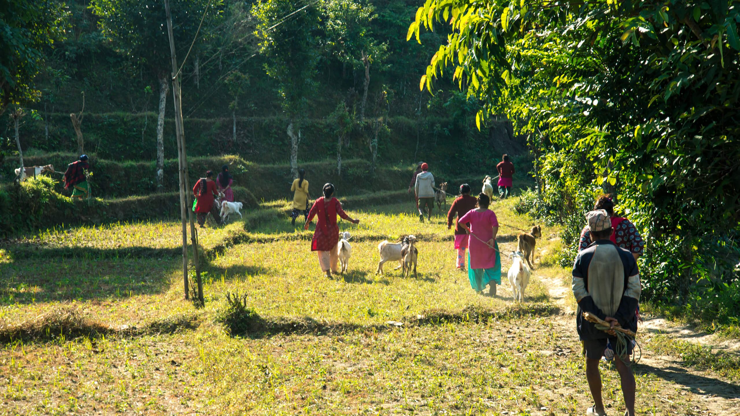 Image: Meadow with people running away with their goats