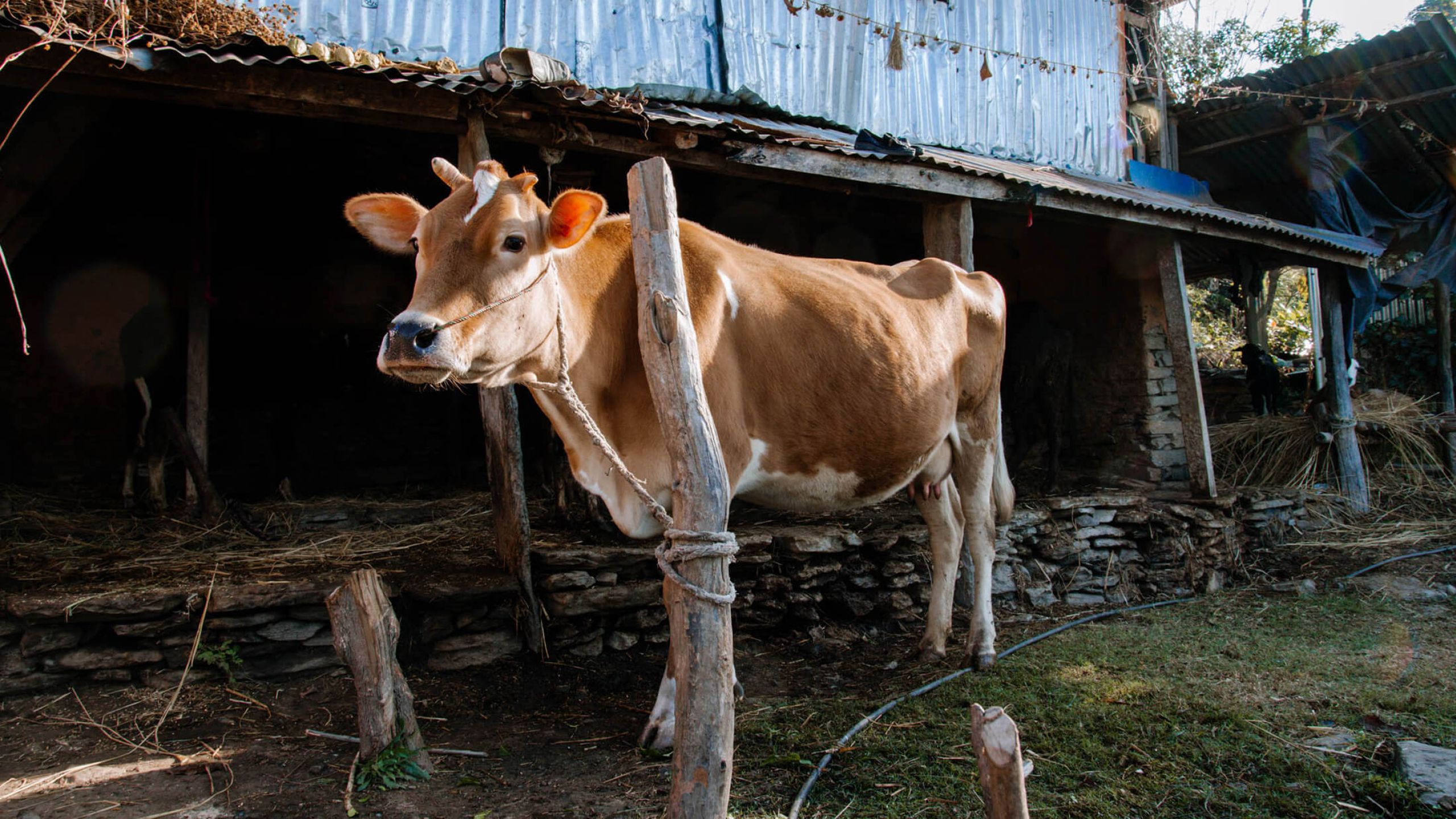 Image: A cow that was given away in crowdfunding